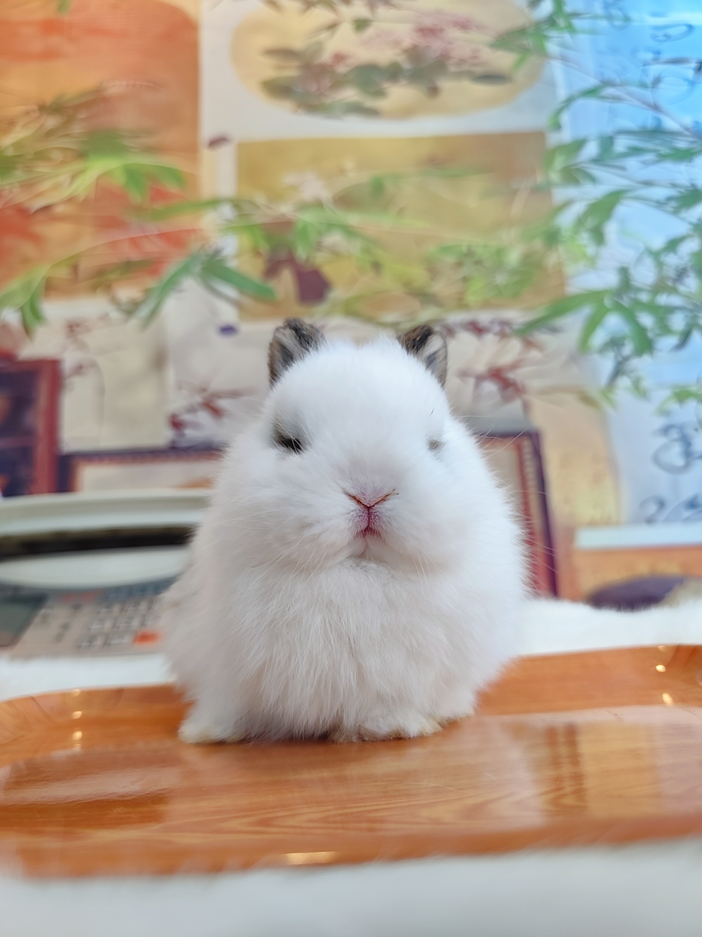 侏儒兔